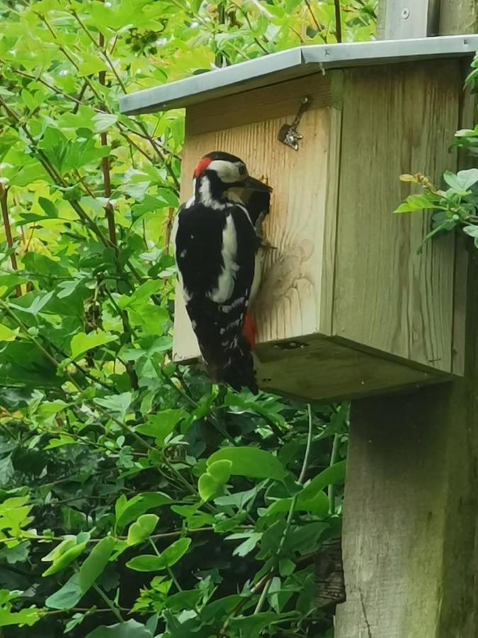 Scrab&Ble Ecologische Gastenkamers Bornem Exteriör bild